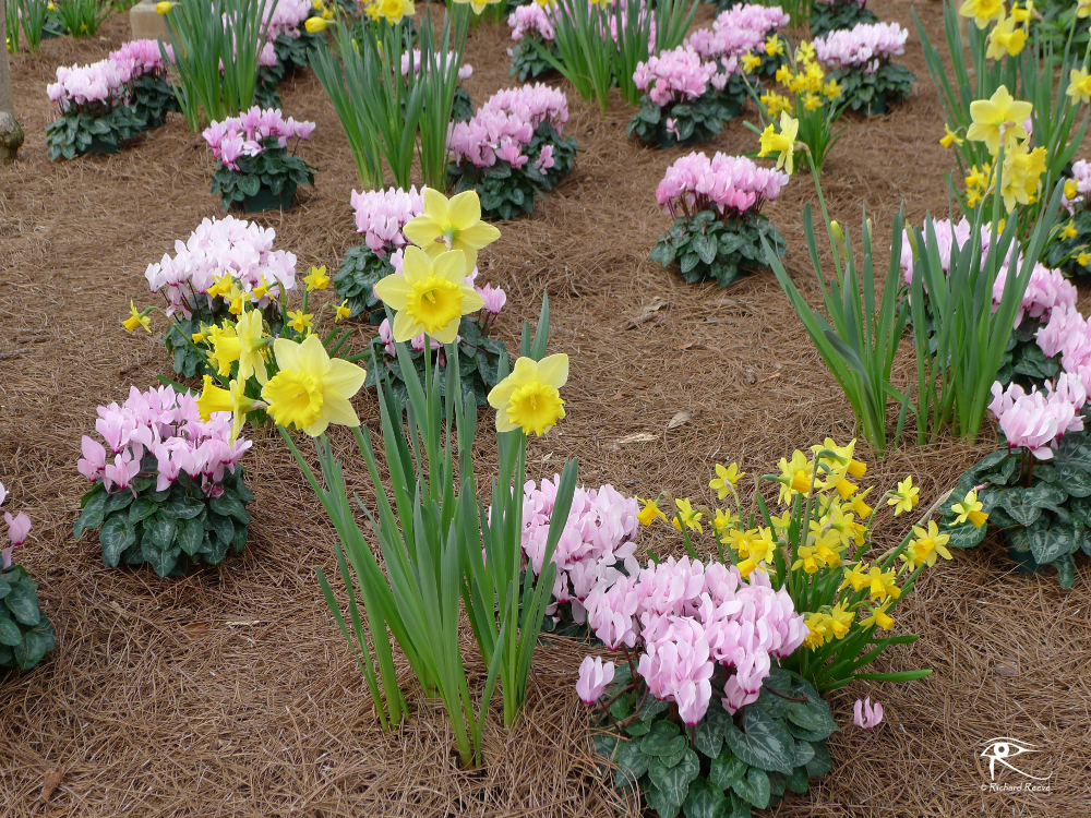 160306_SpringFlowers