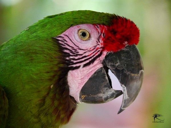 170107_r2bcheerful27-smileofaparrot