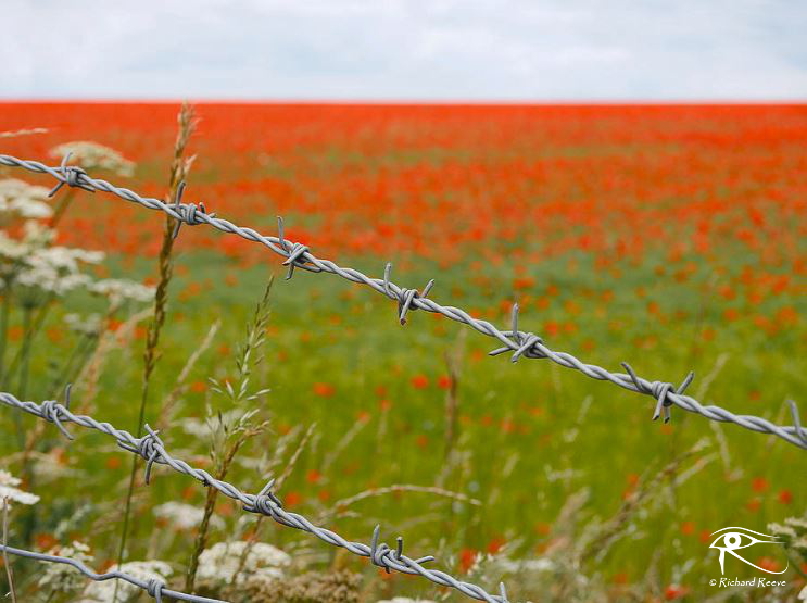 170713_Travel_Poppies