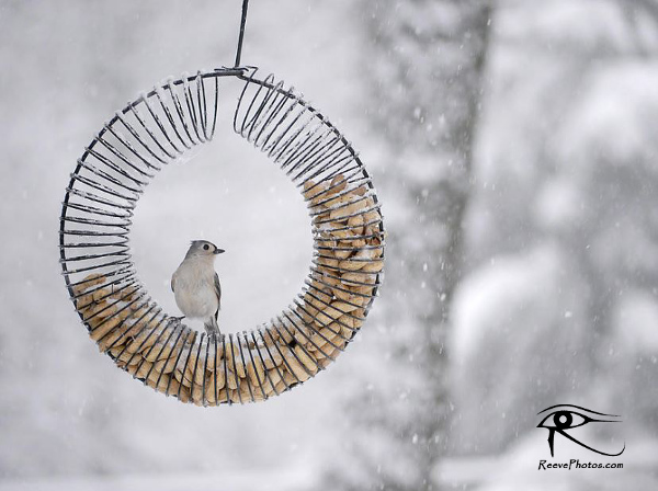 180131_Haiku_January