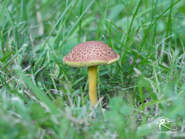 180729_Fungi1